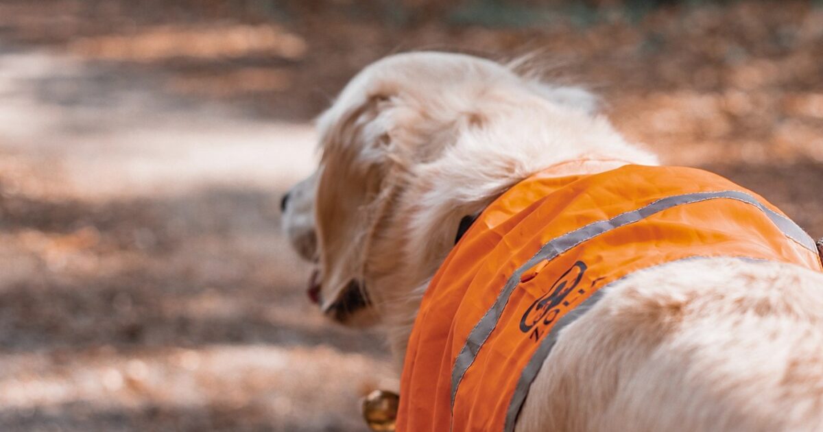 Cani-randonnée en période de chasse avec son chien - Goldntravels