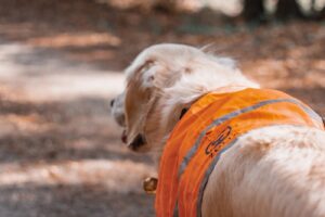 Cani-randonnée en période de chasse avec son chien - Goldntravels