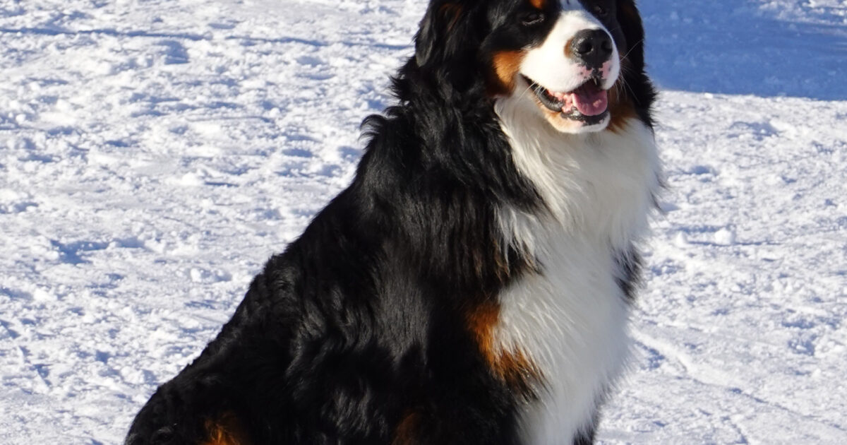 File:Chien @ Plateau de Beauregard (50882152483) (cropped).jpg ...