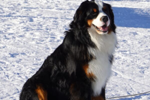 File:Chien @ Plateau de Beauregard (50882152483) (cropped).jpg ...