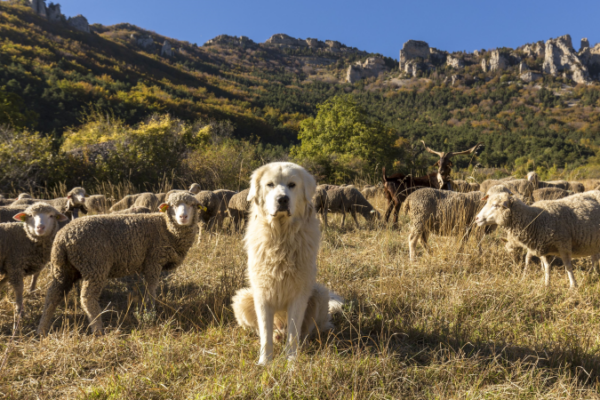 R Glementation Locale Ce Que Dit La Loi Sur Les Pa - Randonnée - Test et avis
