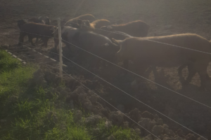 traverser-un-enclos-prive-quelle-responsabilite